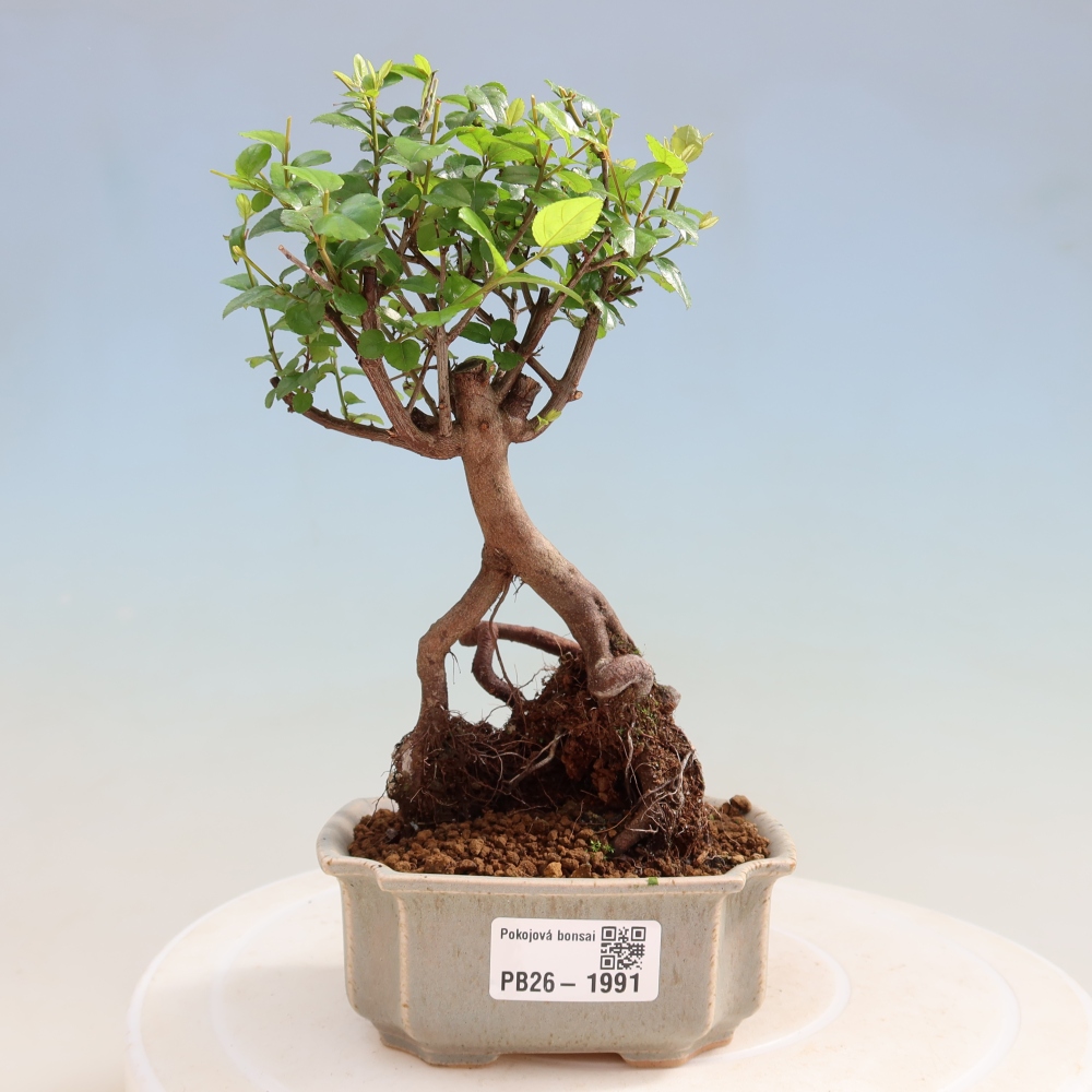 Room bonsai - Sageretia thea - Sageretia thea