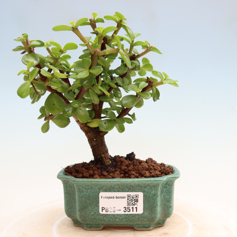 Room bonsai - Portulakaria Afra - Tlustice