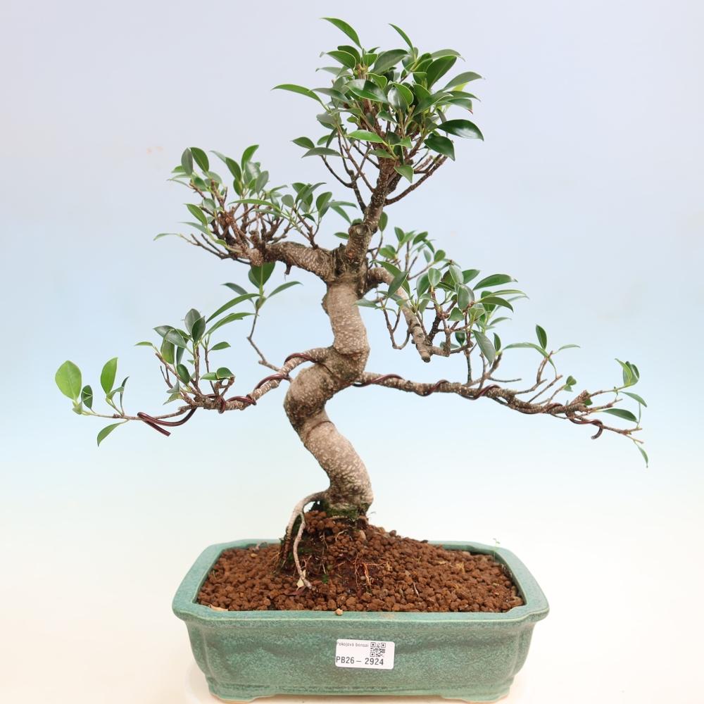 Room bonsai - Ficus kimmen - small-leaved ficus