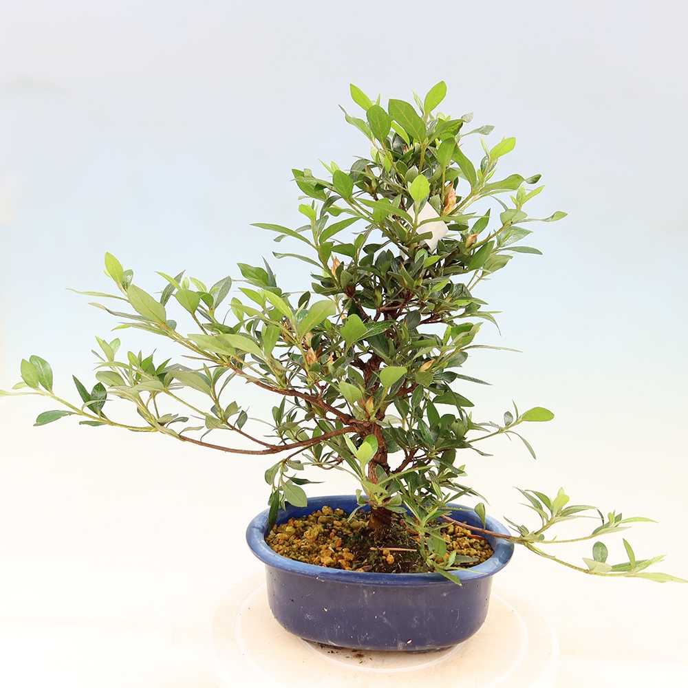 Outdoor bonsai - Japanese Azalea - Azalea Shinsei
