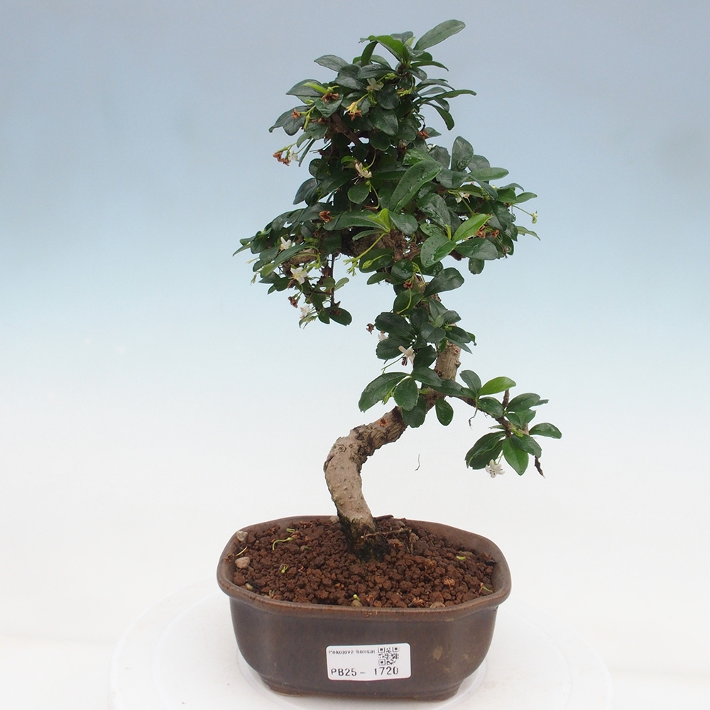 Indoor bonsai - Carmona macrophylla - Fuki tea