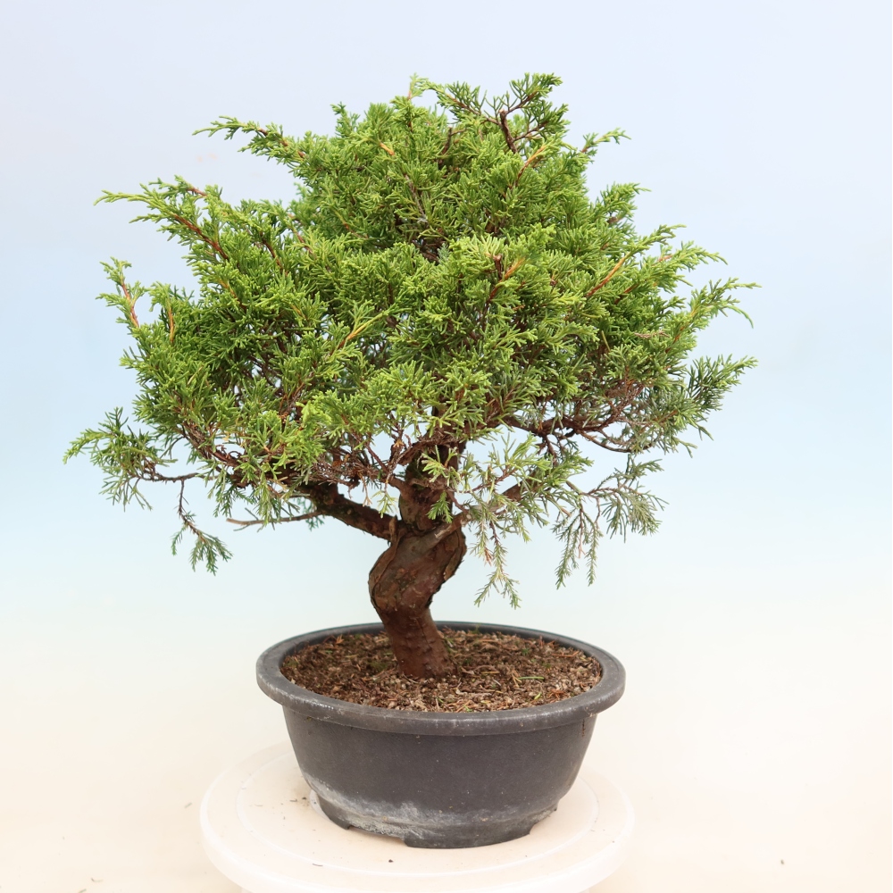 Outdoor Bonsai - Juniperus chinensis Itoigawa - Chinese Juniper