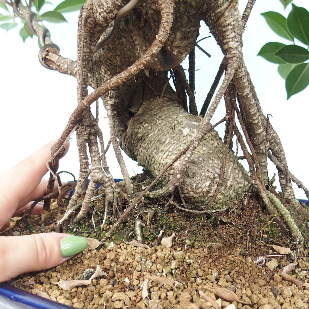 Room bonsai - Ficus kimmen - small-leaved ficus - PERSONAL COLLECTION ONLY or pallet transport