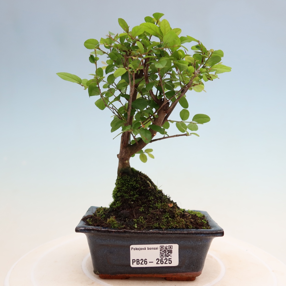 Room bonsai - Sageretia thea - Sageretia thea