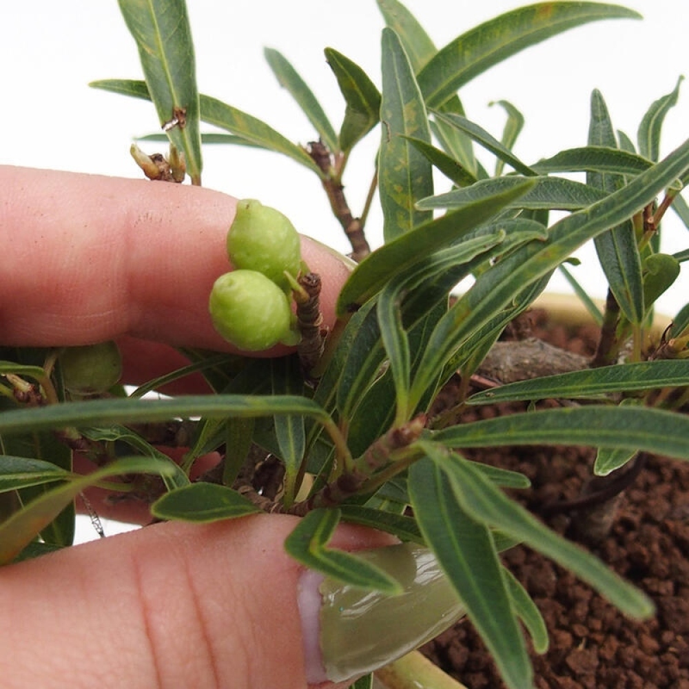 Room bonsai - Ficus nerifolia - small-leaved ficus in container
