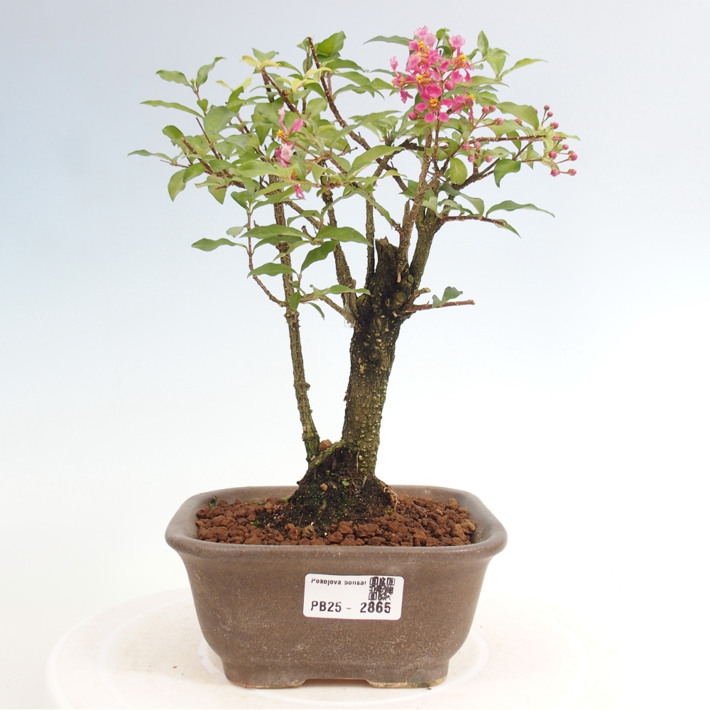 Room bonsai - Malpighia coccigera- Barbdorian cherry
