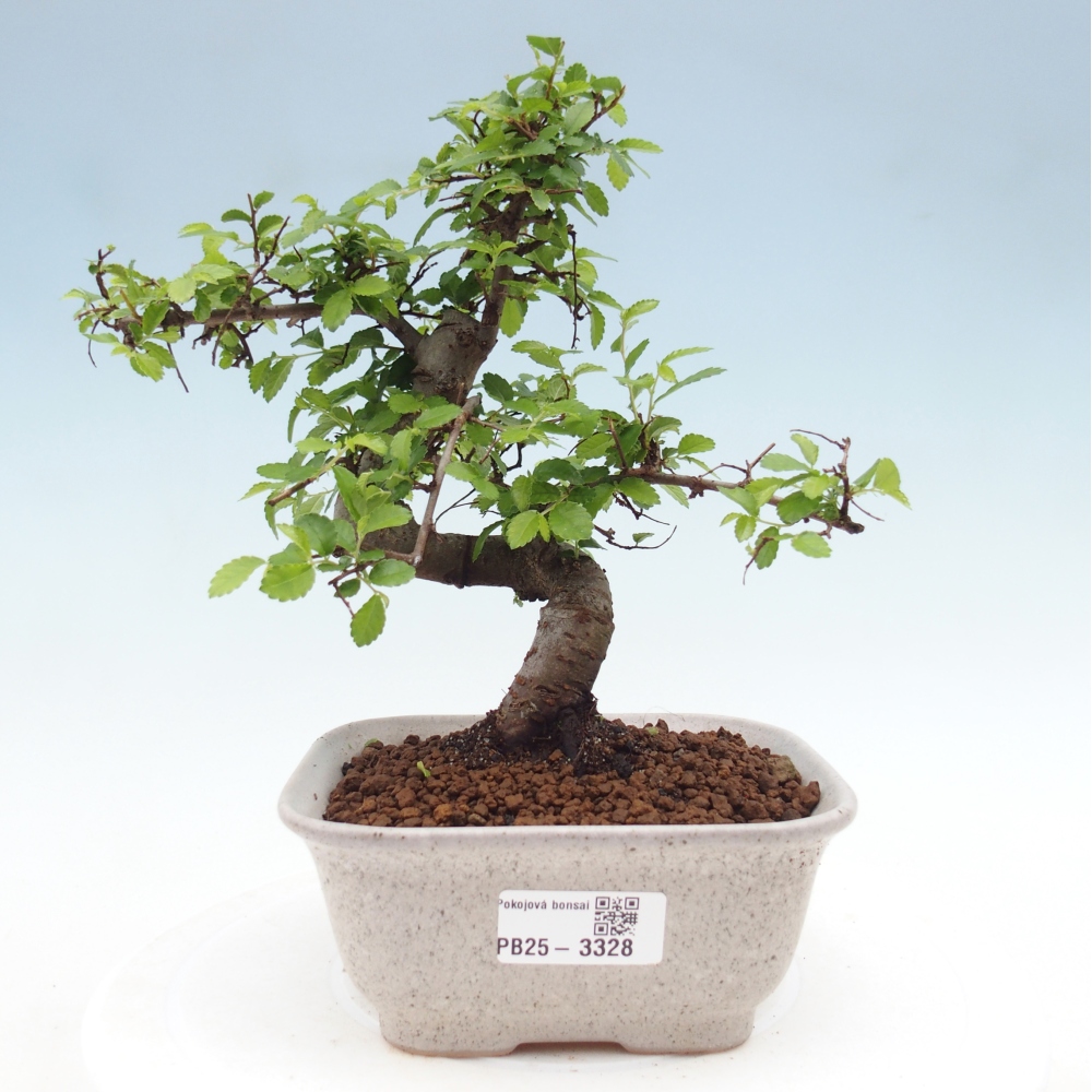Room bonsai - Ulmus parvifolia - Small-leaved elm
