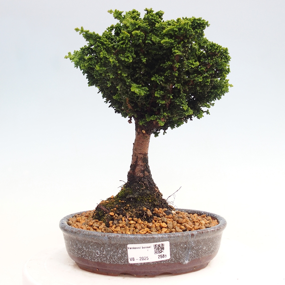 Outdoor bonsai - Cham. obtusa SEKKA HINOKI - Cypress