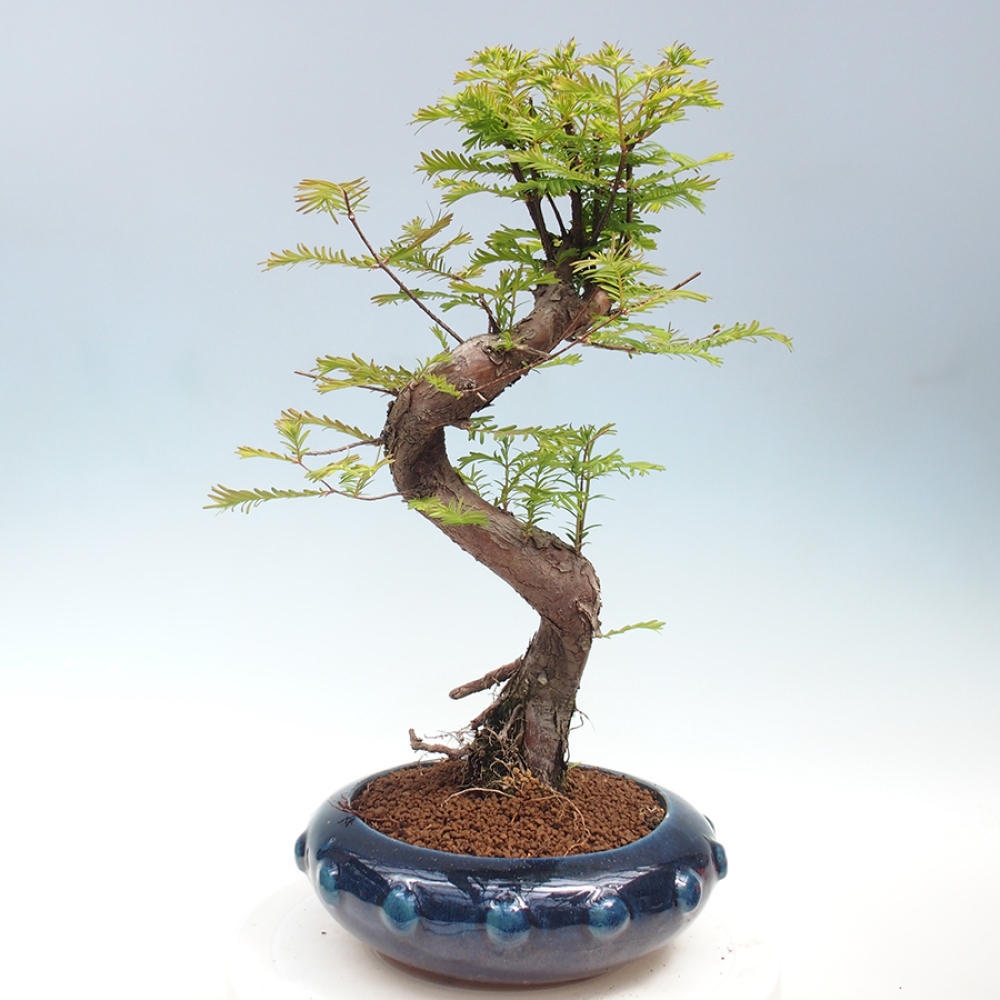 Outdoor bonsai - Metasequoia glyptostroboides - Chinese Metasequoia