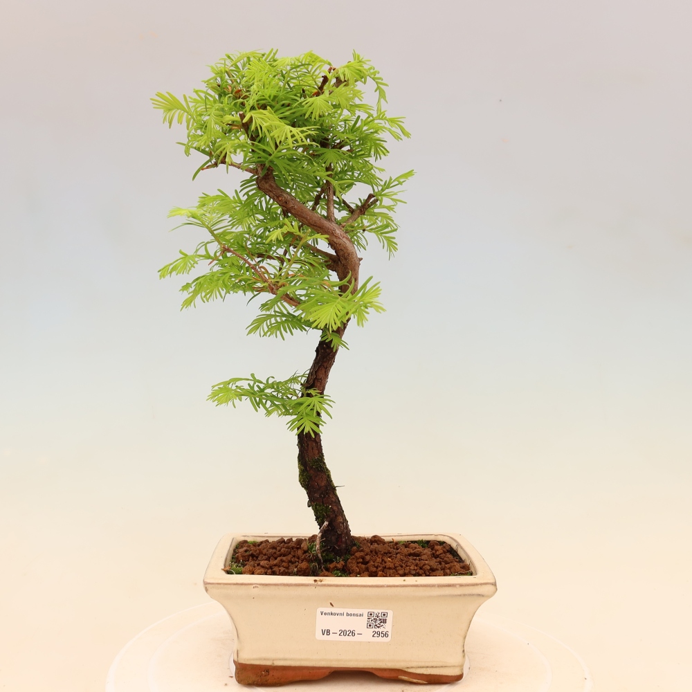 Outdoor bonsai - Metasequoia glyptostroboides - Chinese Metasequoia