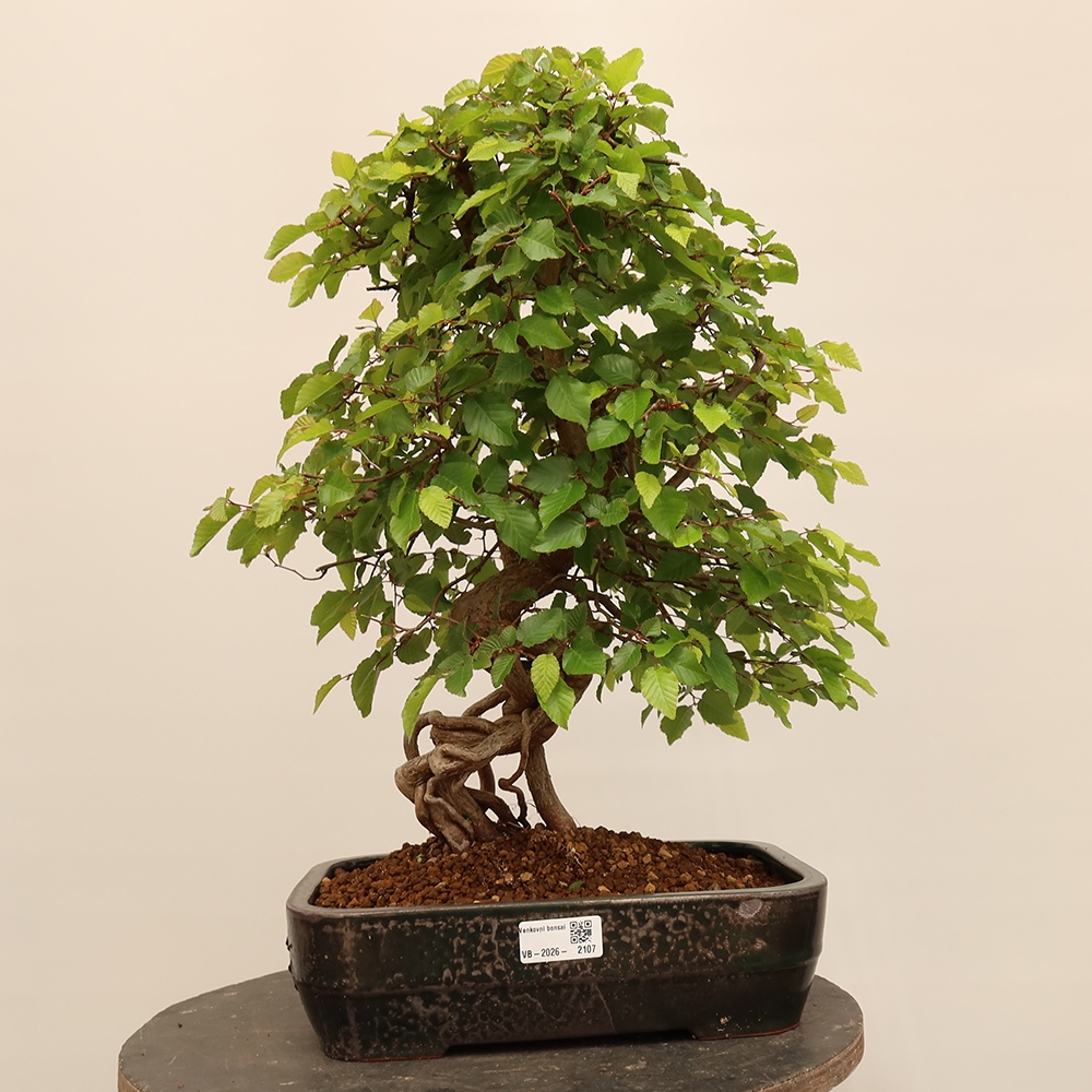 Outdoor bonsai - Carpinus Coreana - Korean hornbeam