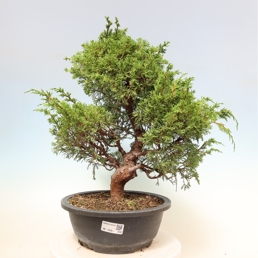 Outdoor Bonsai - Juniperus chinensis Itoigawa - Chinese Juniper