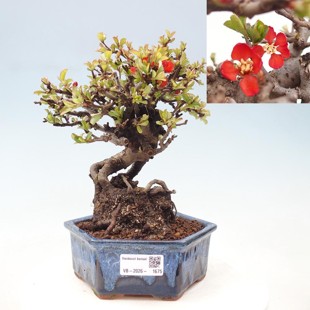 Outdoor bonsai - Chaneomeles speciosa - Quince