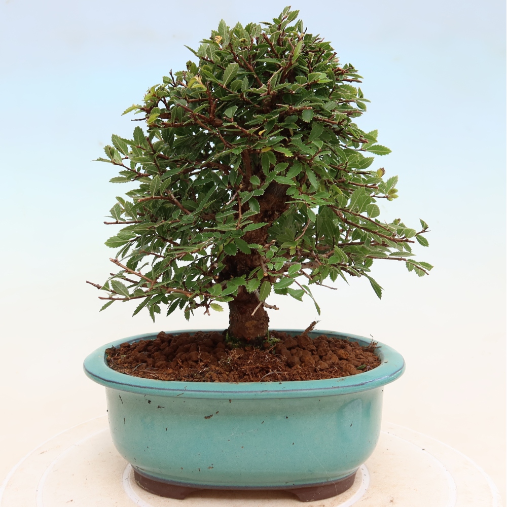 Outdoor bonsai - Zelkova - Zelkova NIRE