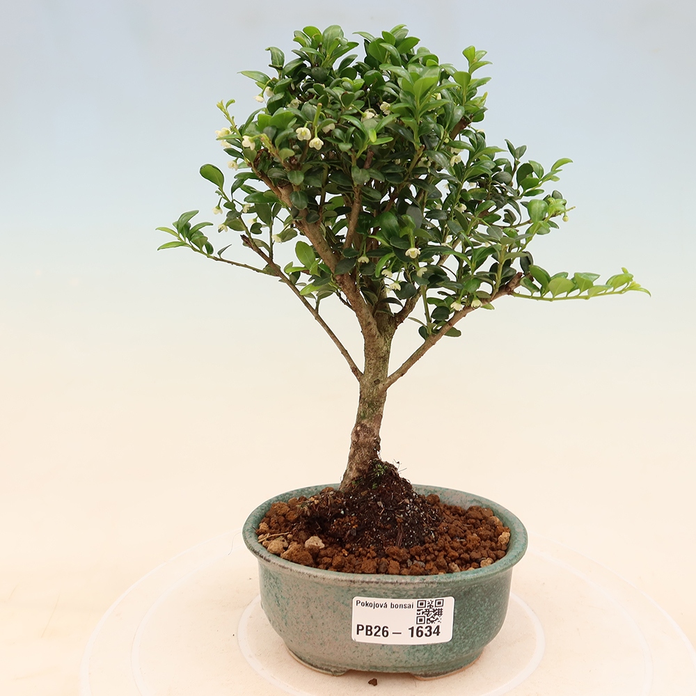 Room bonsai - Ilex crenata - Holly