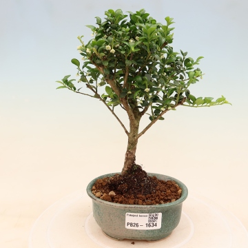 Ilex crenata - e-bonsai.com