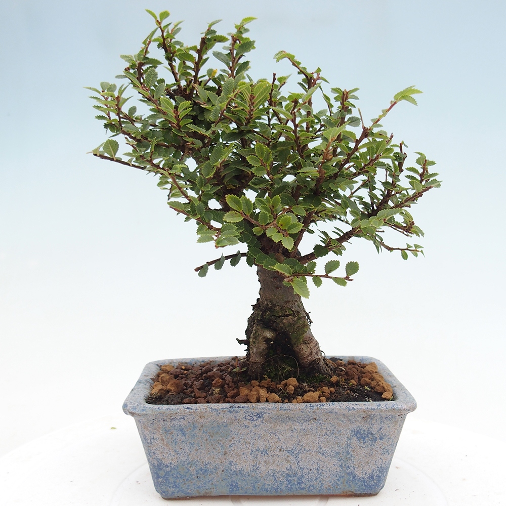 Outdoor bonsai - Ulmus parvifolia Hokkaido - Chinese elm