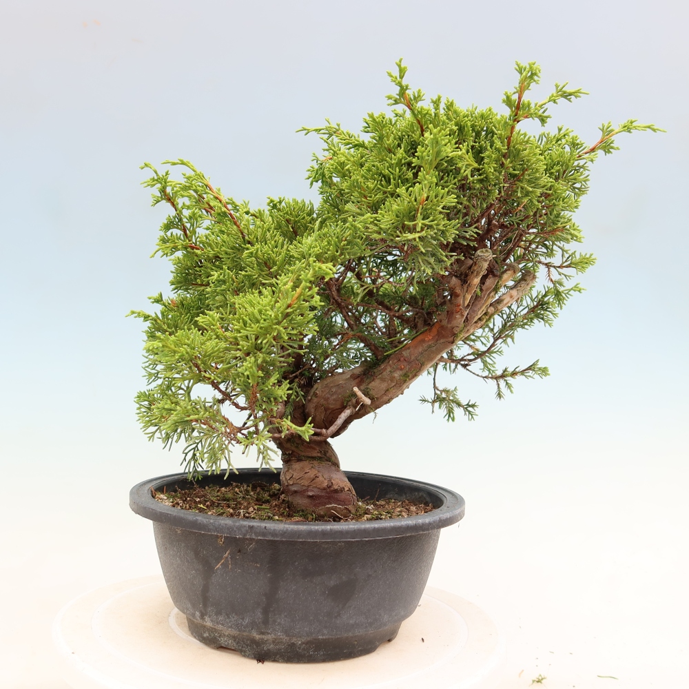 Outdoor Bonsai - Juniperus chinensis Itoigawa - Chinese Juniper