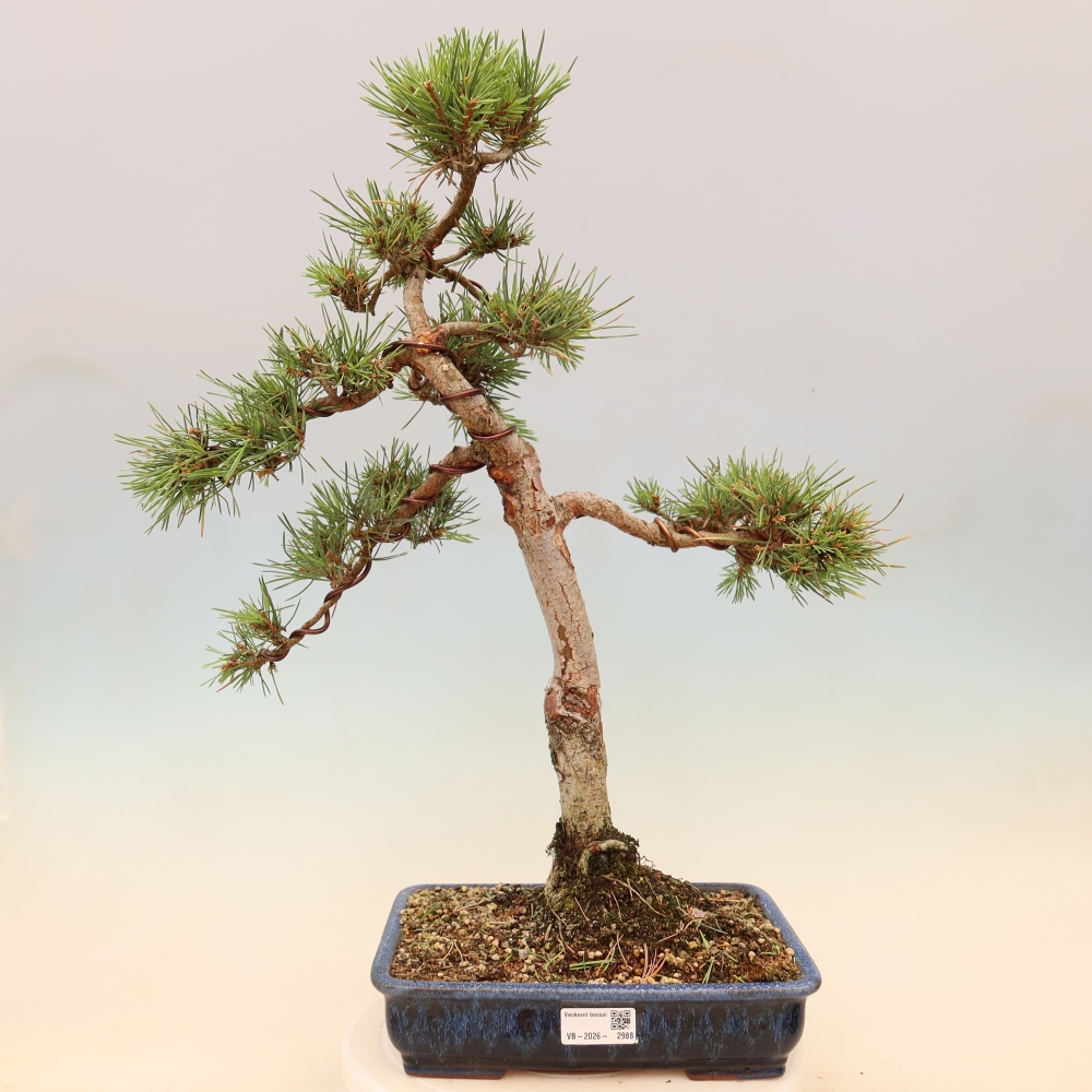 Outdoor Bonsai - Pinus sylvestris 'Watererri' - Scots Pine