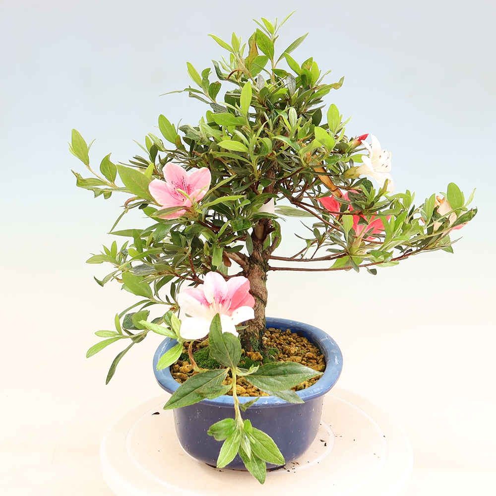 Outdoor bonsai - Japanese Azalea - Azalea Senhime