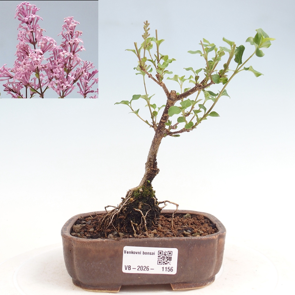 Outdoor bonsai - Syringa Meyeri Palibin - Meyer's Lilac