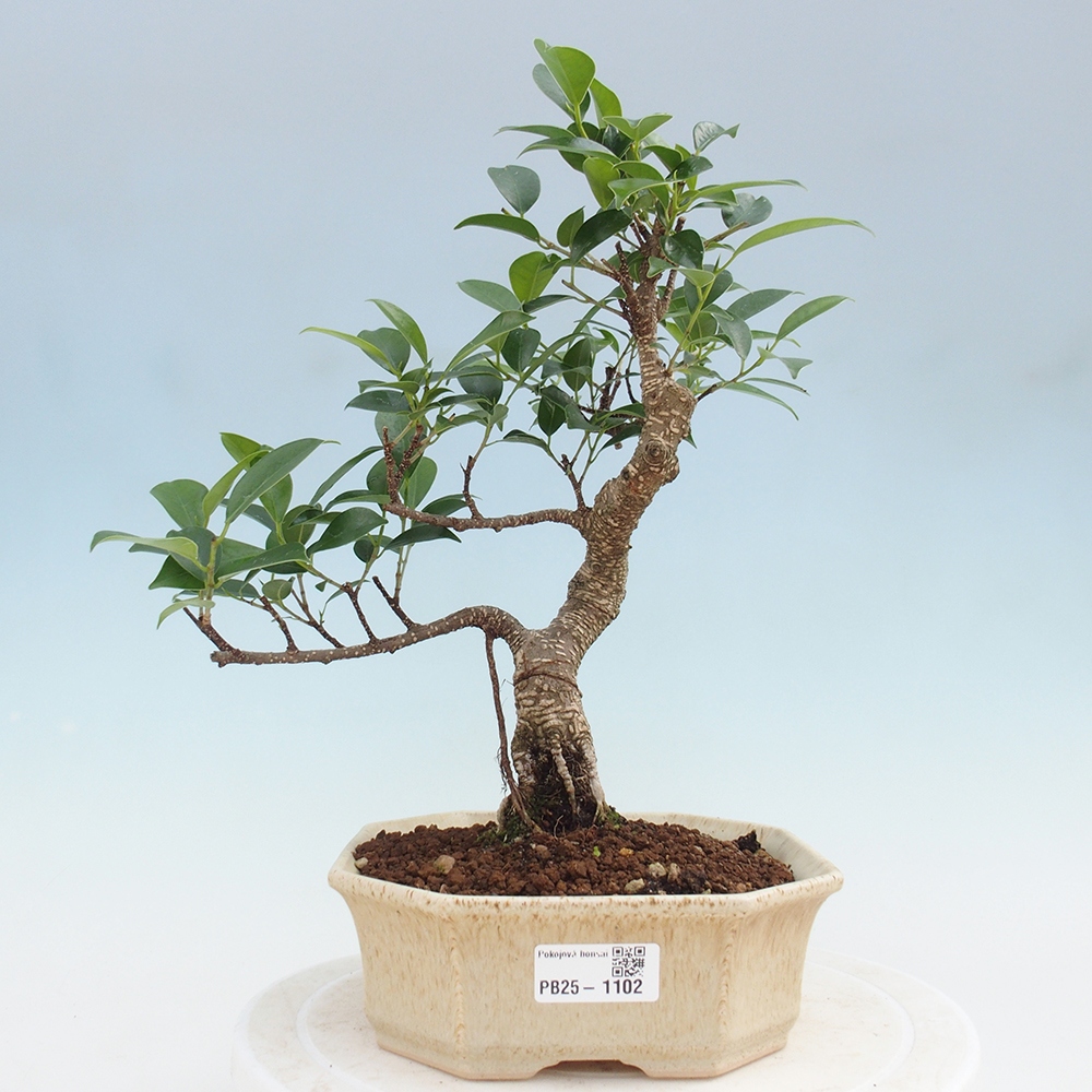Indoor bonsai - Ficus retusa - small ficus