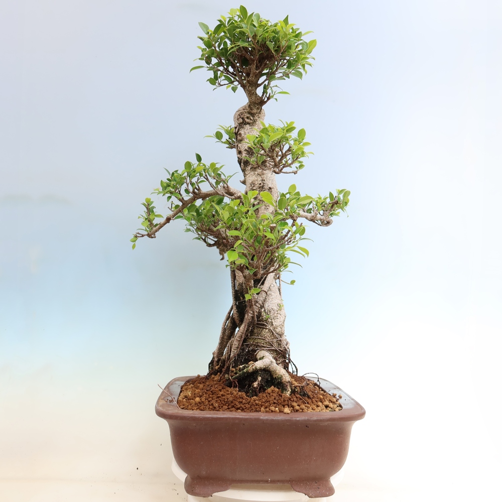Room bonsai - Ficus kimmen - small-leaved ficus