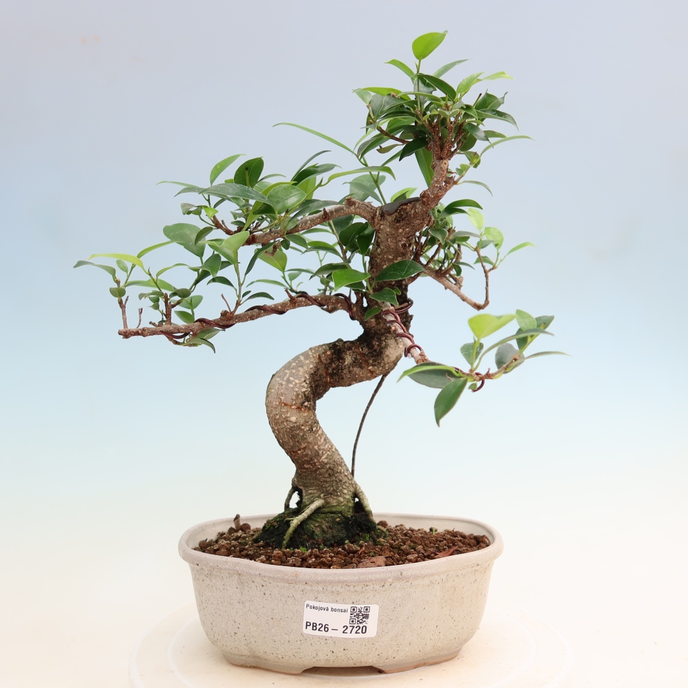 Room bonsai - Ficus kimmen - small-leaved ficus