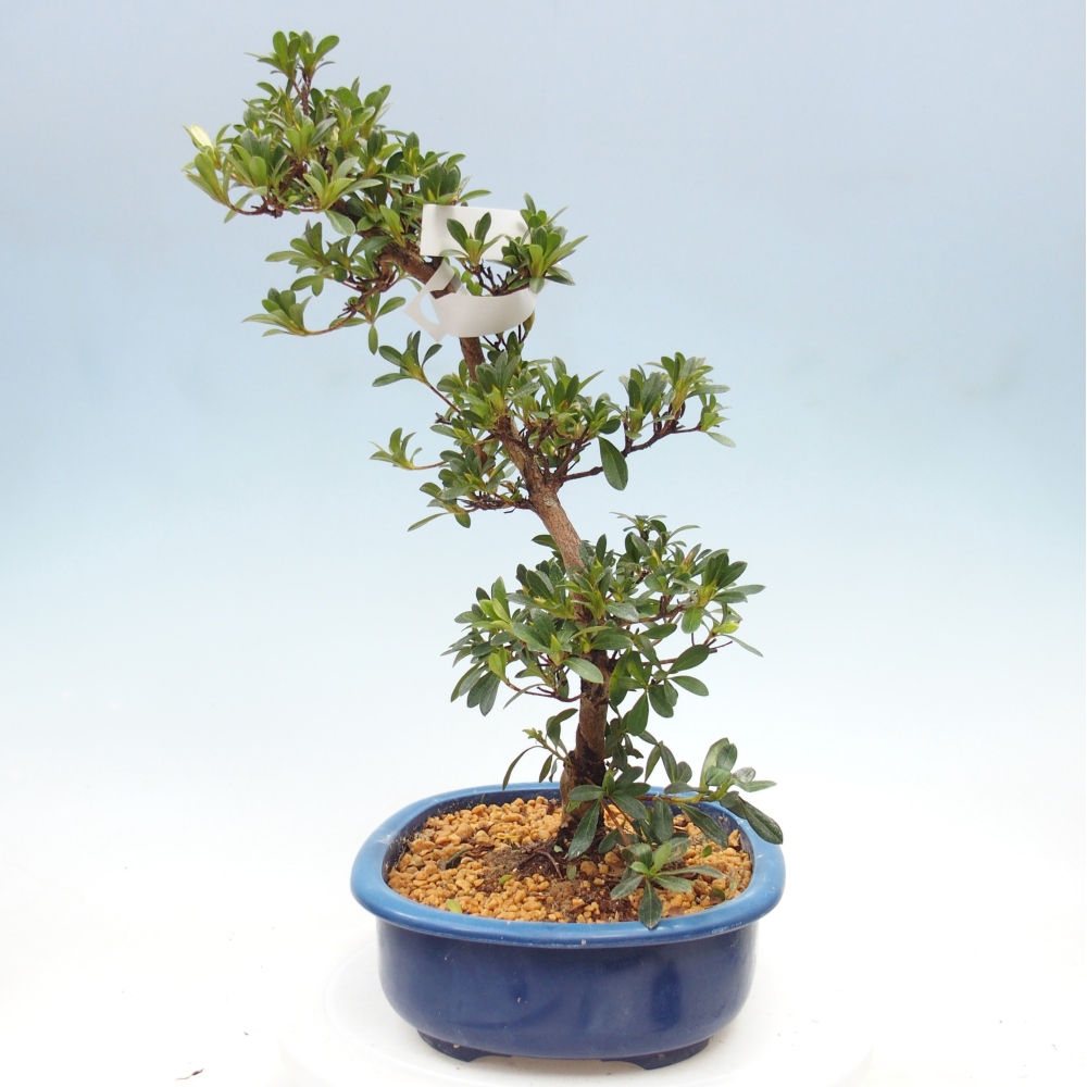 Outdoor bonsai - Japanese Azalea - Azalea Santoka