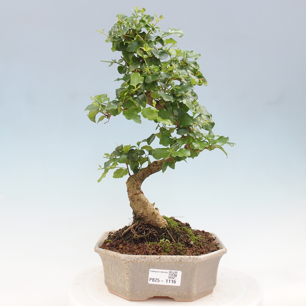 Indoor bonsai - Ligustrum chinensis - Bird's eye view