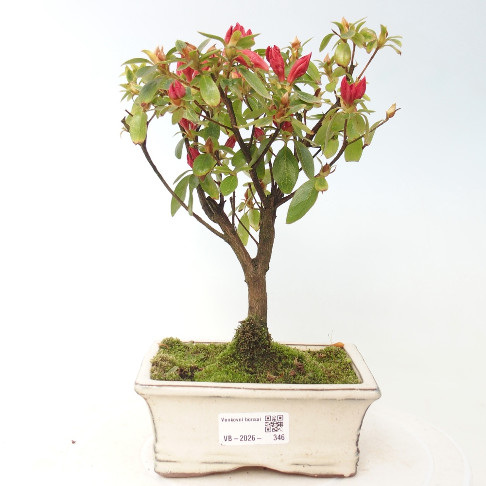Outdoor bonsai - Japanese azalea - Azalea sp.