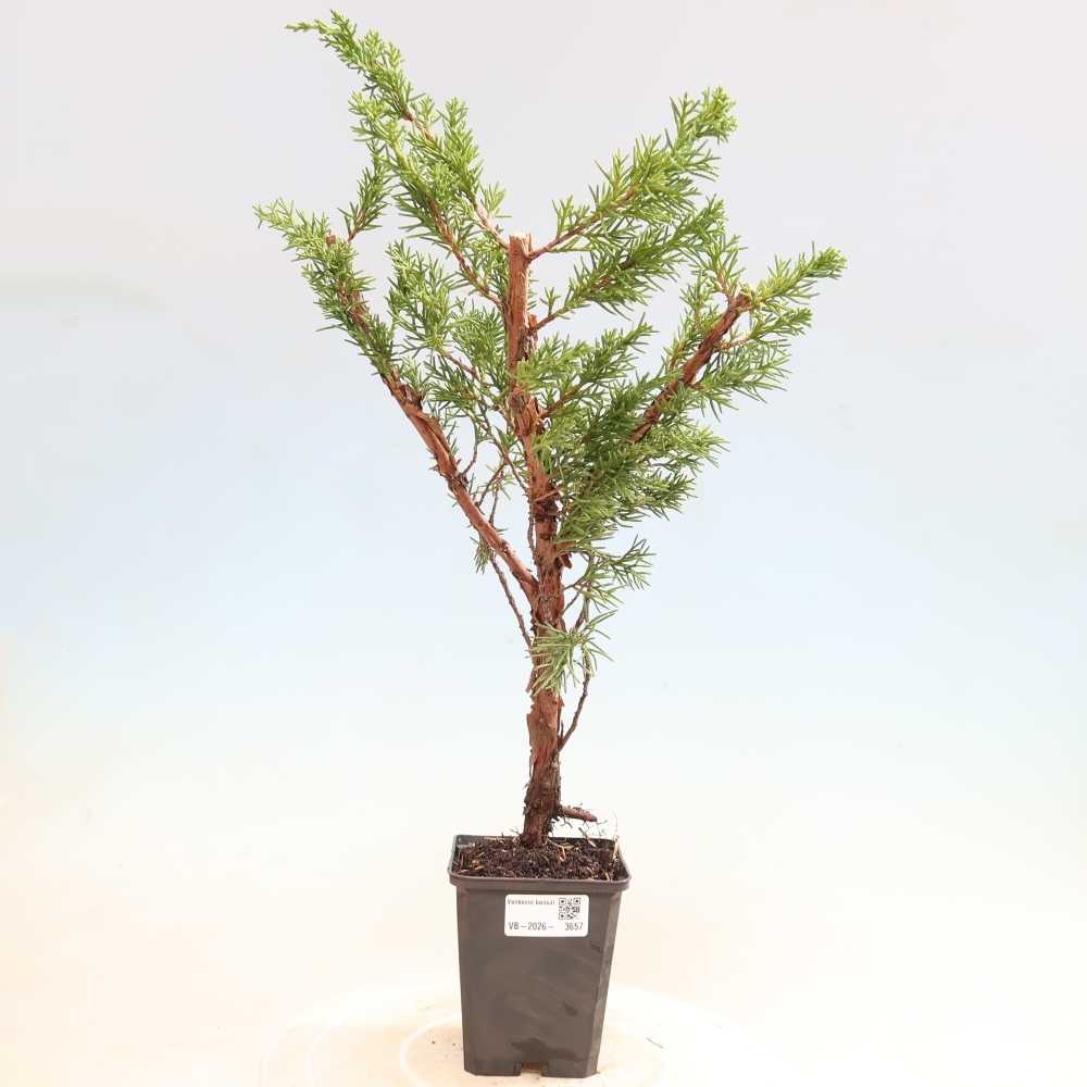 Outdoor bonsai - Juniperus chinensis Kishu