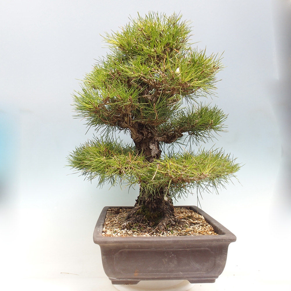Outdoor bonsai - Pinus thunbergii - Thunberg pine