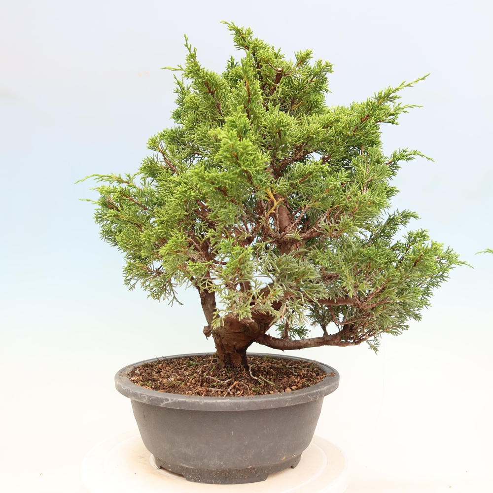 Outdoor Bonsai - Juniperus chinensis Itoigawa - Chinese Juniper