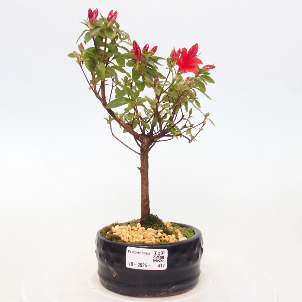 Outdoor bonsai - Japanese azalea - Azalea sp.