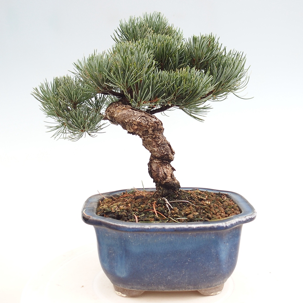 Outdoor bonsai - Pinus parviflora - Small pine tree
