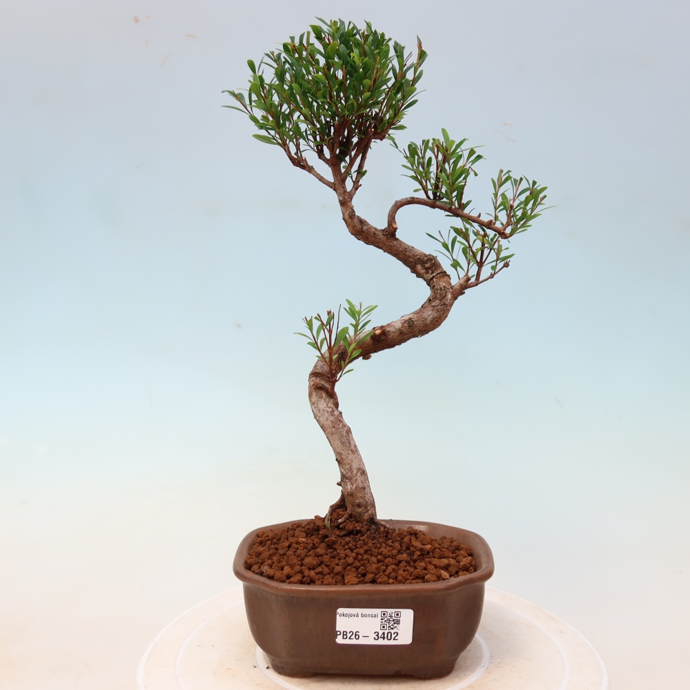 Room bonsai - Syzygium - Pimento