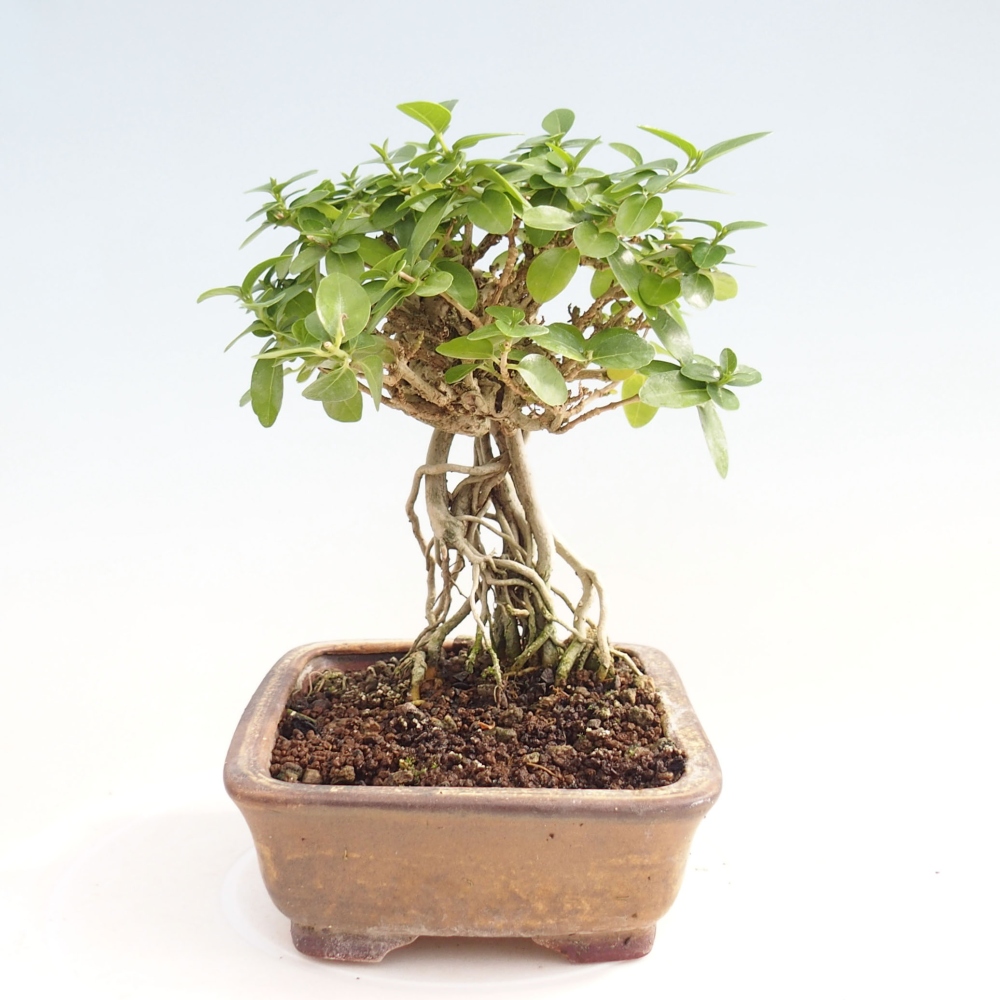Indoor bonsai - Premna serratifolia - Kozlovon small-leaved