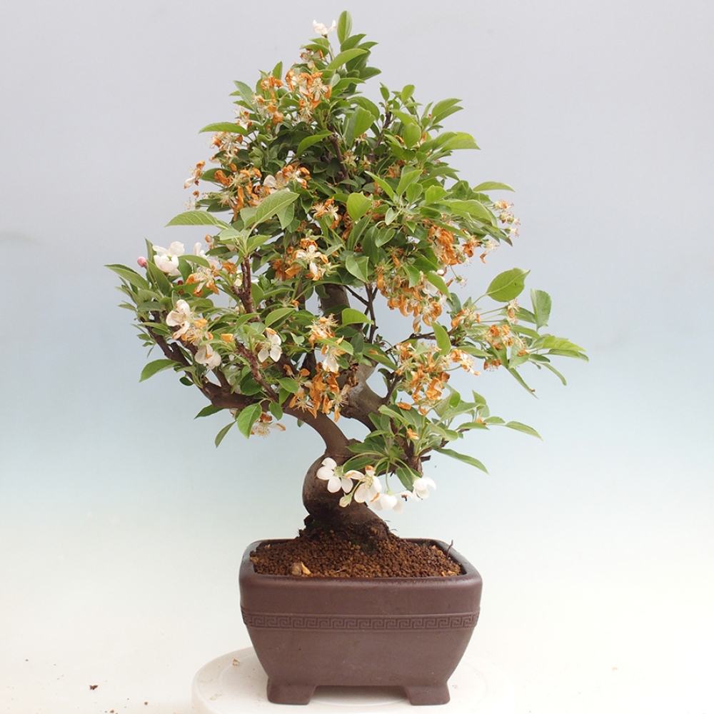 Outdoor bonsai - Malus halliana - Small-fruited apple tree