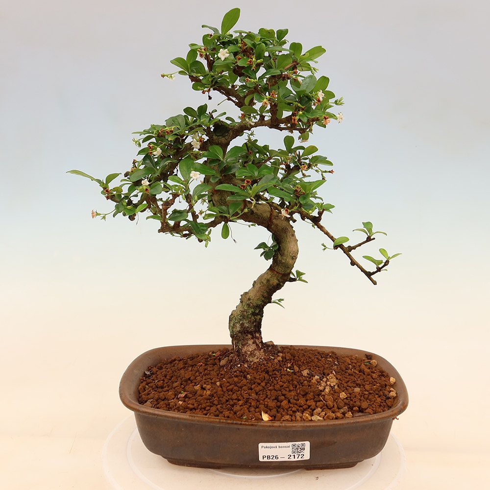 Room bonsai - Carmona macrophylla - Tea fuki
