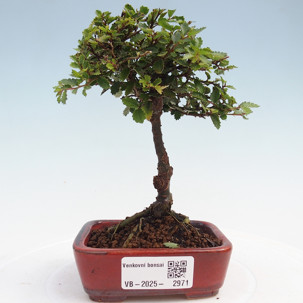 Outdoor bonsai - Ulmus parvifolia Sagei - Small-leaved elm