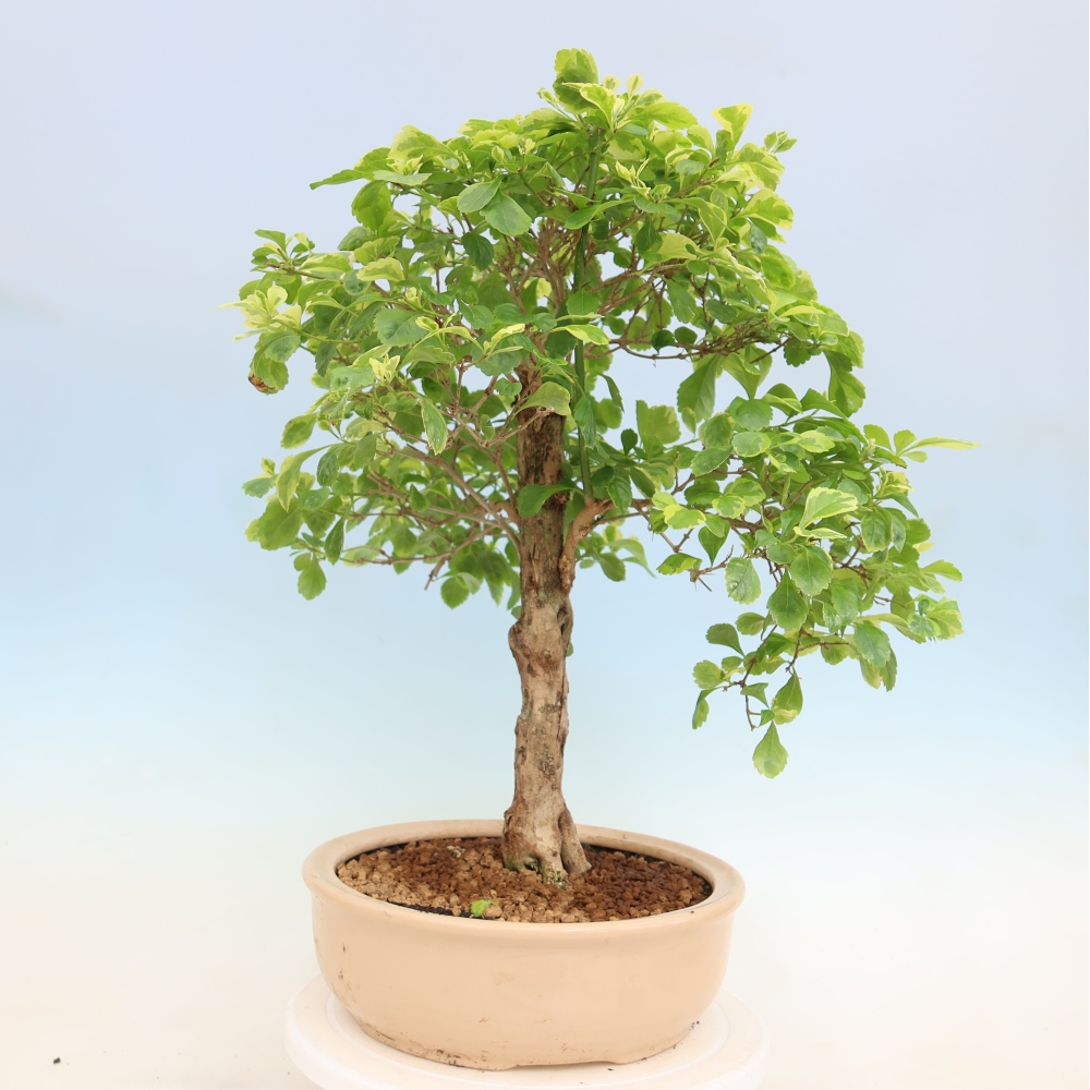Room bonsai - Duranta erecta Aurea