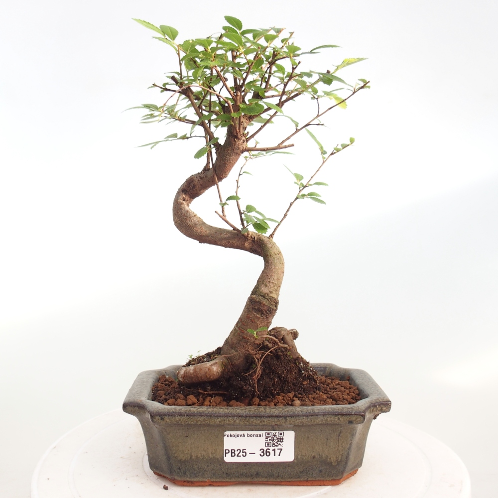 Room bonsai - Ulmus parvifolia - Small-leaved elm