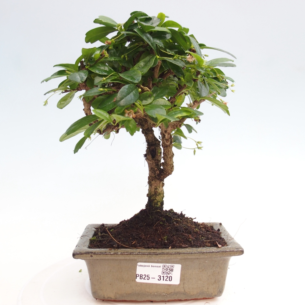 Indoor bonsai - Carmona macrophylla - Fuki tea