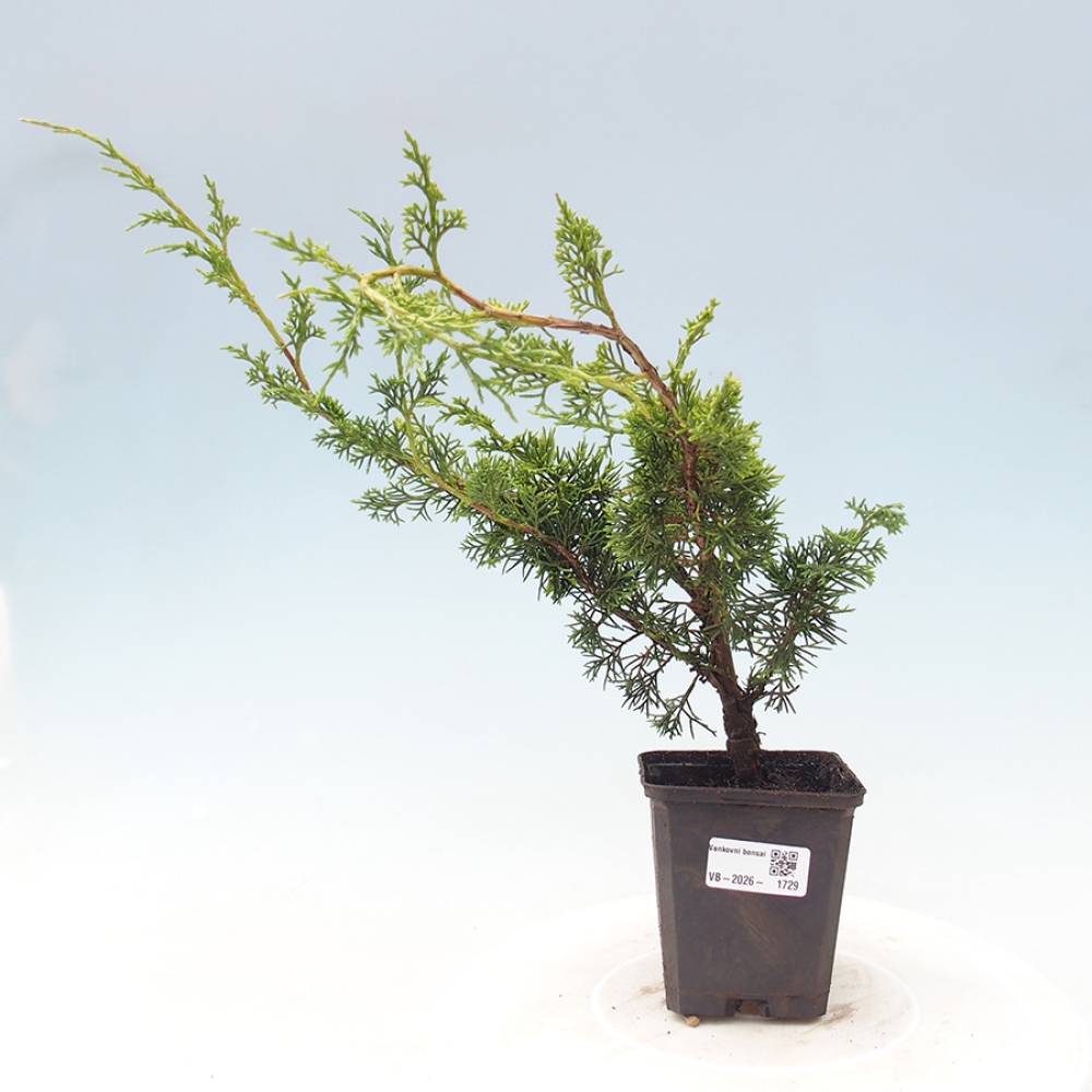 Outdoor bonsai - Juniperus chinensis Itoigawa