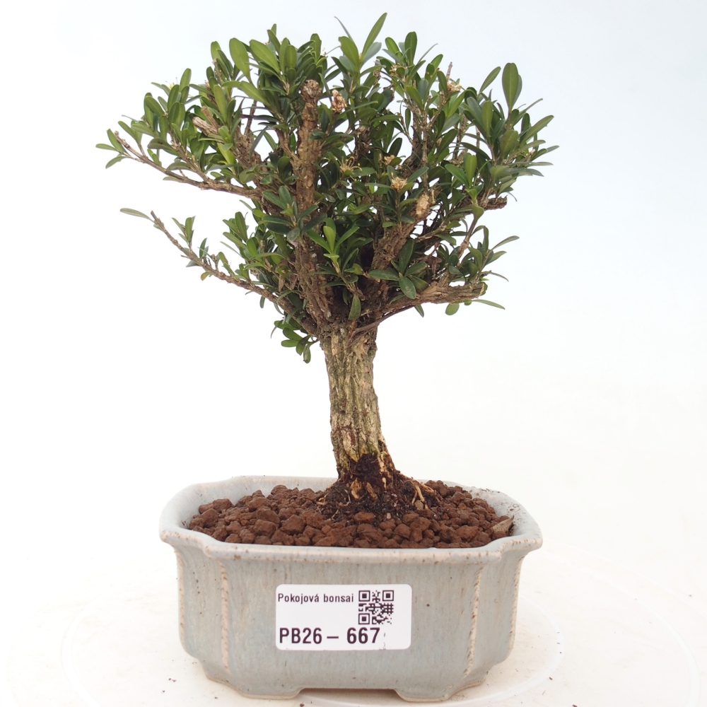 Room bonsai - Buxus harlandii - cork buxus
