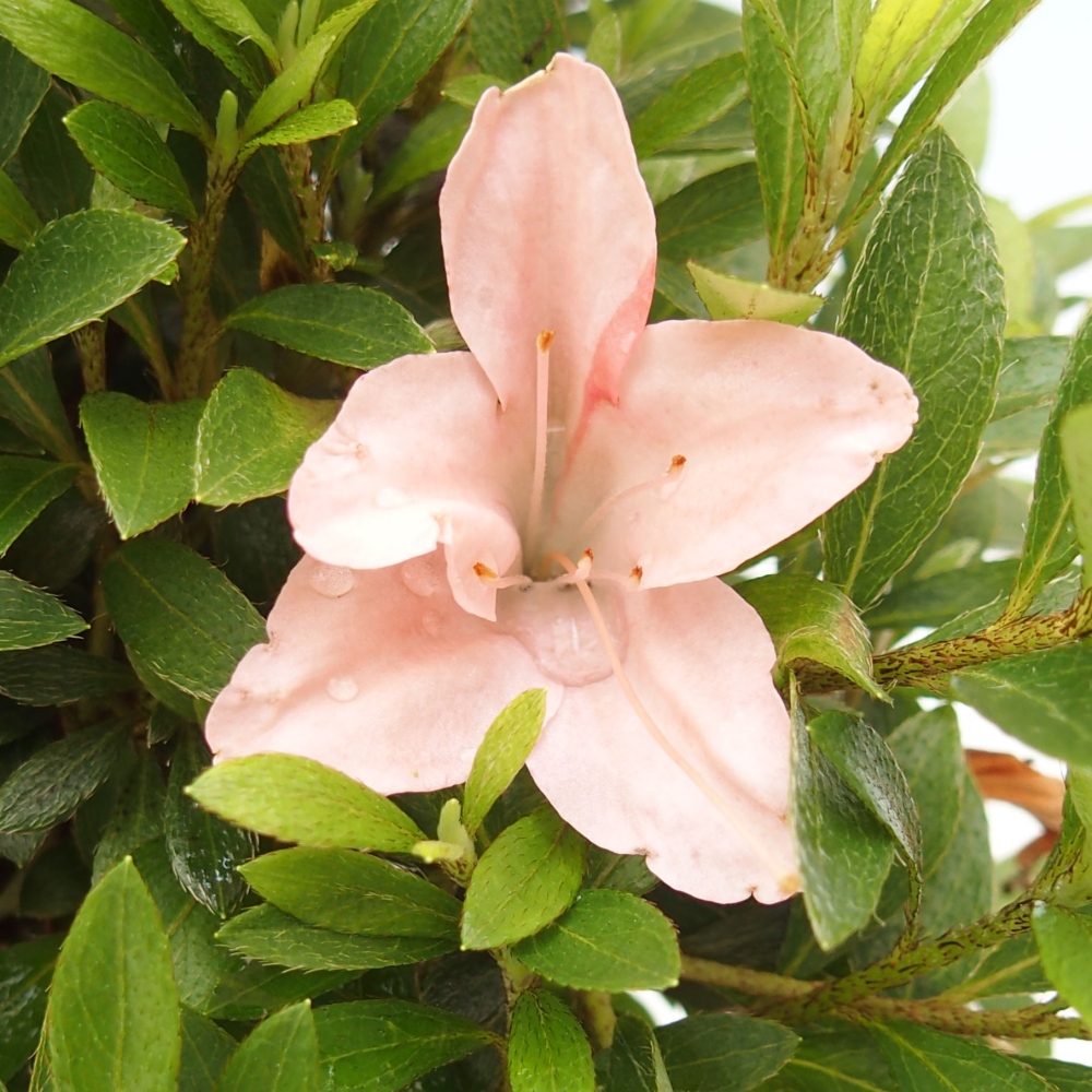 Outdoor bonsai - Japanese azalea - Azalea Nikko