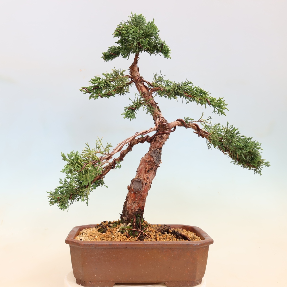Outdoor bonsai - Juniperus chinensis Kishu
