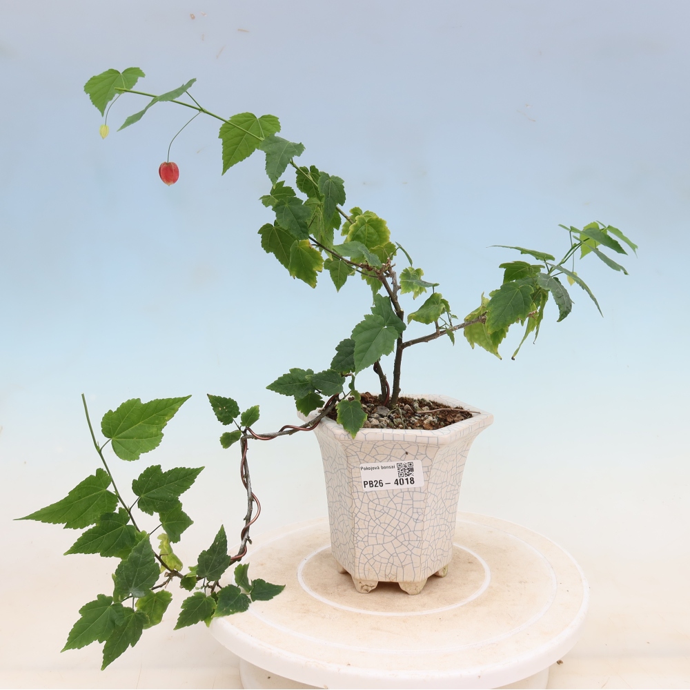 Indoor bonsai - Abutilon Big Bell - Cloudberry