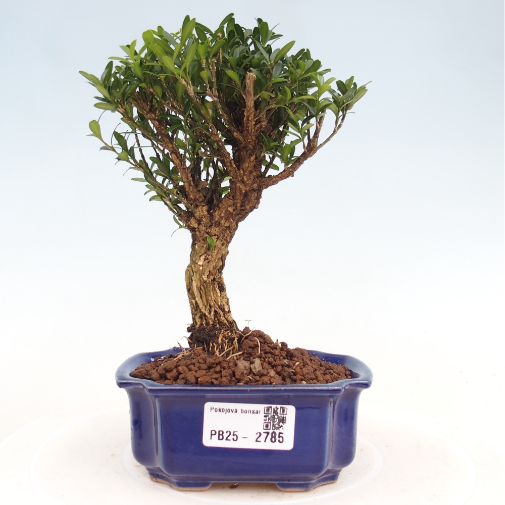 Room Bonsai - Buxus harlandii - Cork boxwood